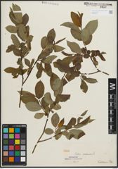 Foto von Salix pentandra L.